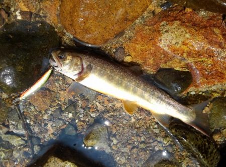 真夏のイワナ釣り